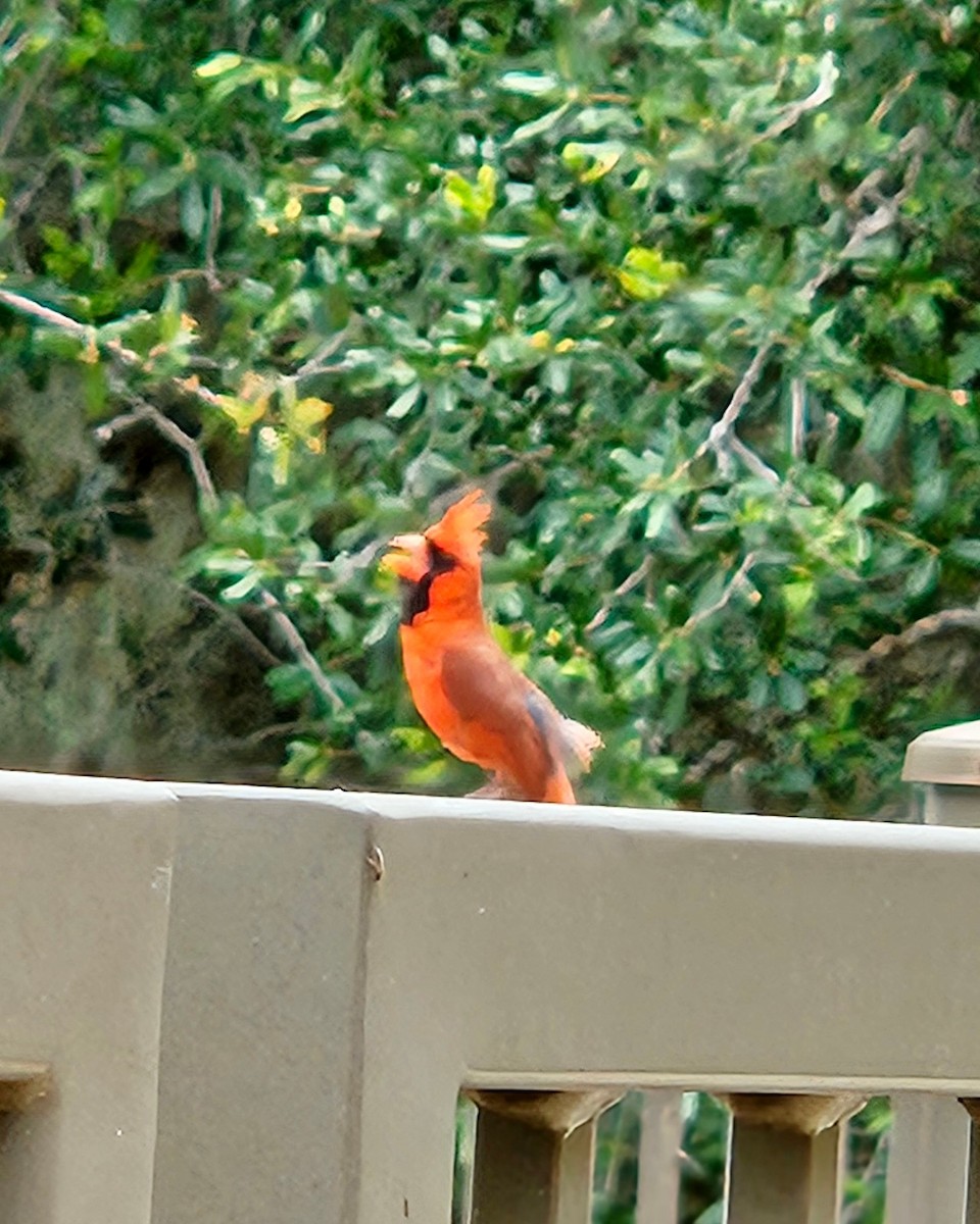 Northern Cardinal (Common) - ML620051750