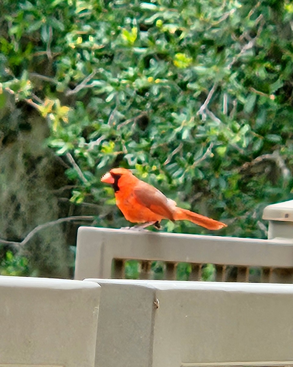 Красный кардинал [группа cardinalis] - ML620051751