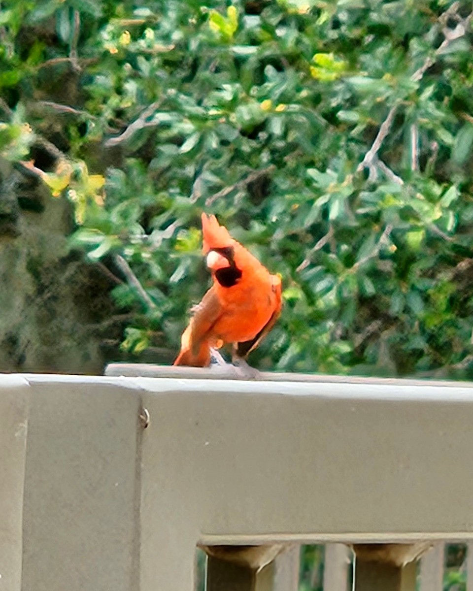 Northern Cardinal (Common) - ML620051752