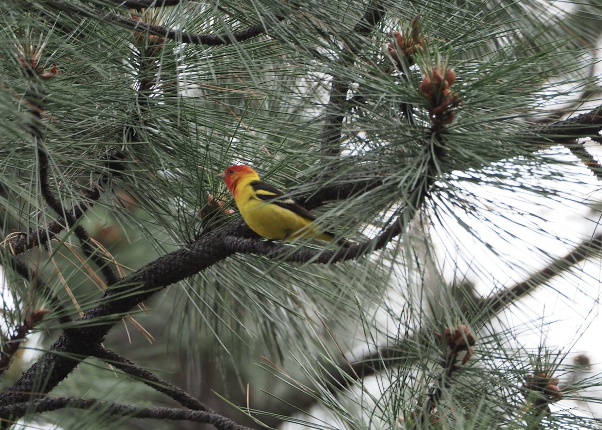 Western Tanager - ML620051756