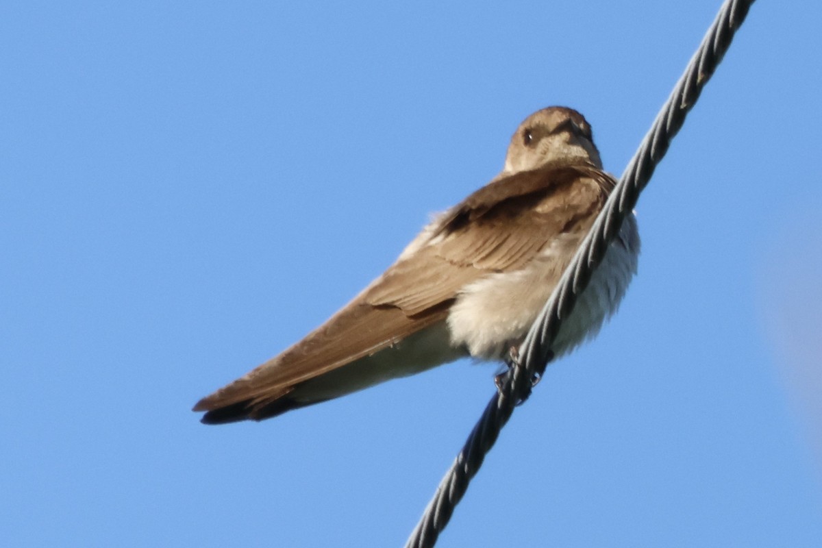 Northern Rough-winged Swallow - ML620051759