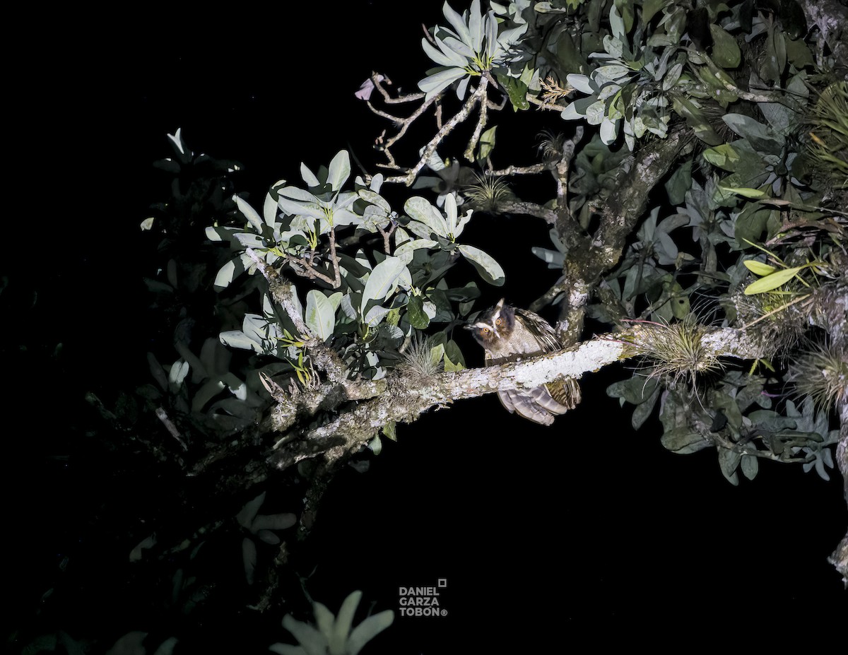 Crested Owl - ML620051765