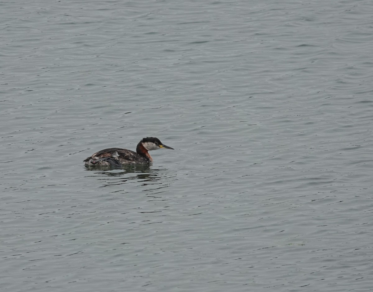 Red-necked Grebe - ML620051771
