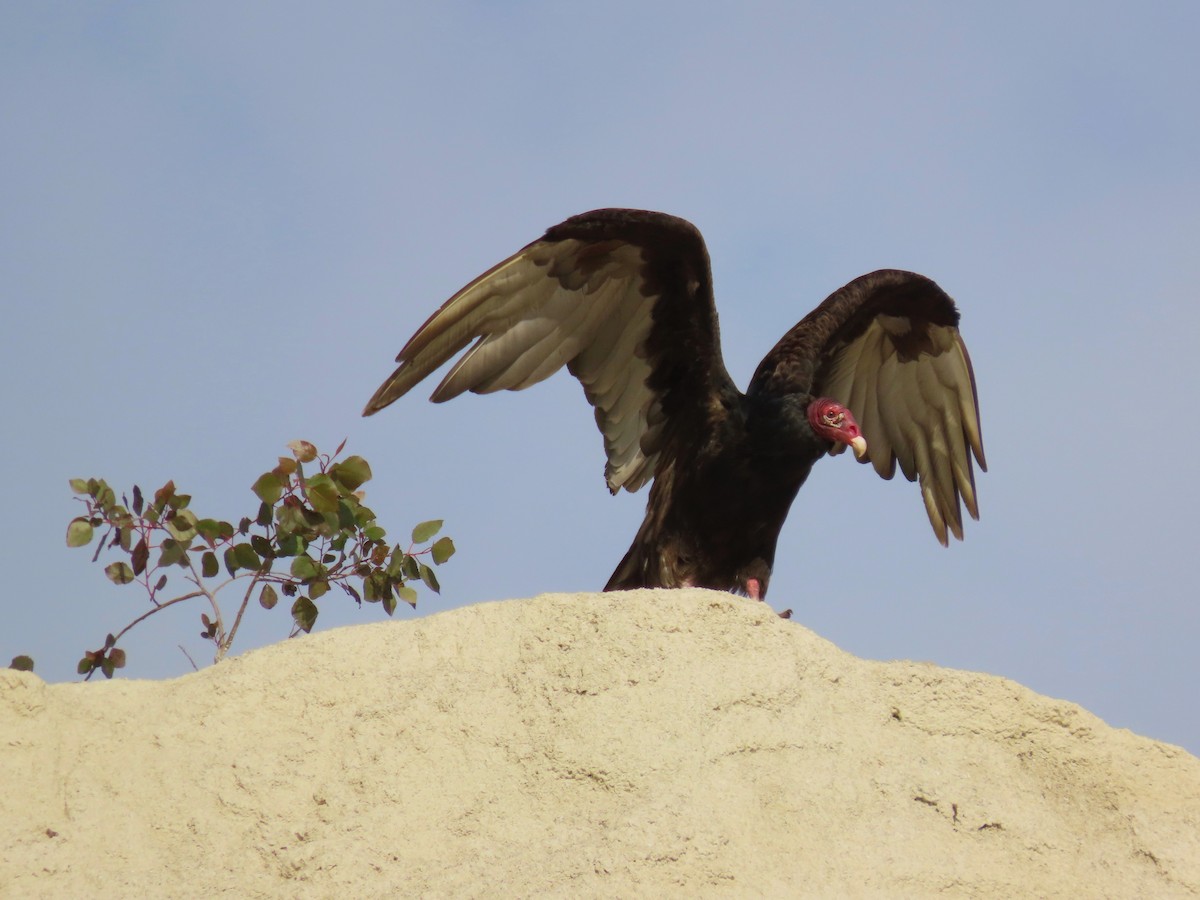 Turkey Vulture - ML620051775