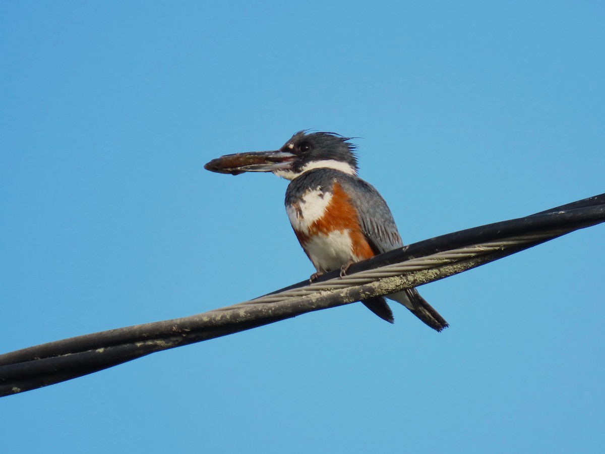 Belted Kingfisher - ML620051780