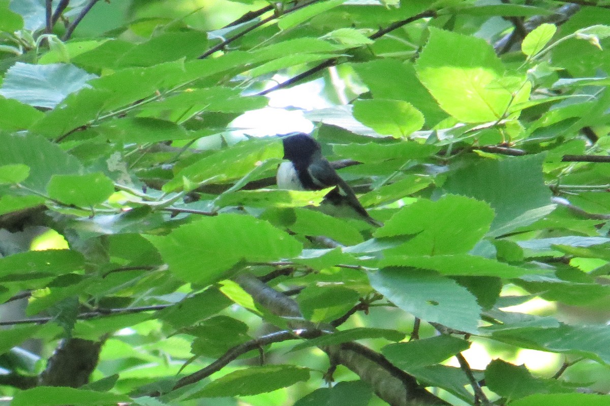Black-throated Blue Warbler - ML620051791