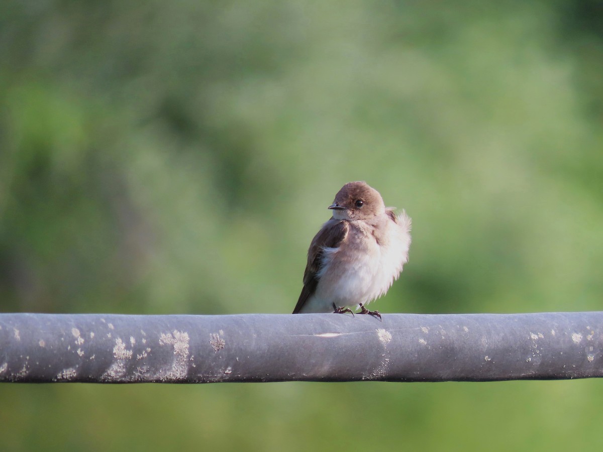 Northern Rough-winged Swallow - ML620051792