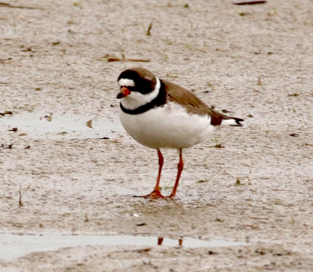 Semipalmated Plover - ML620051836