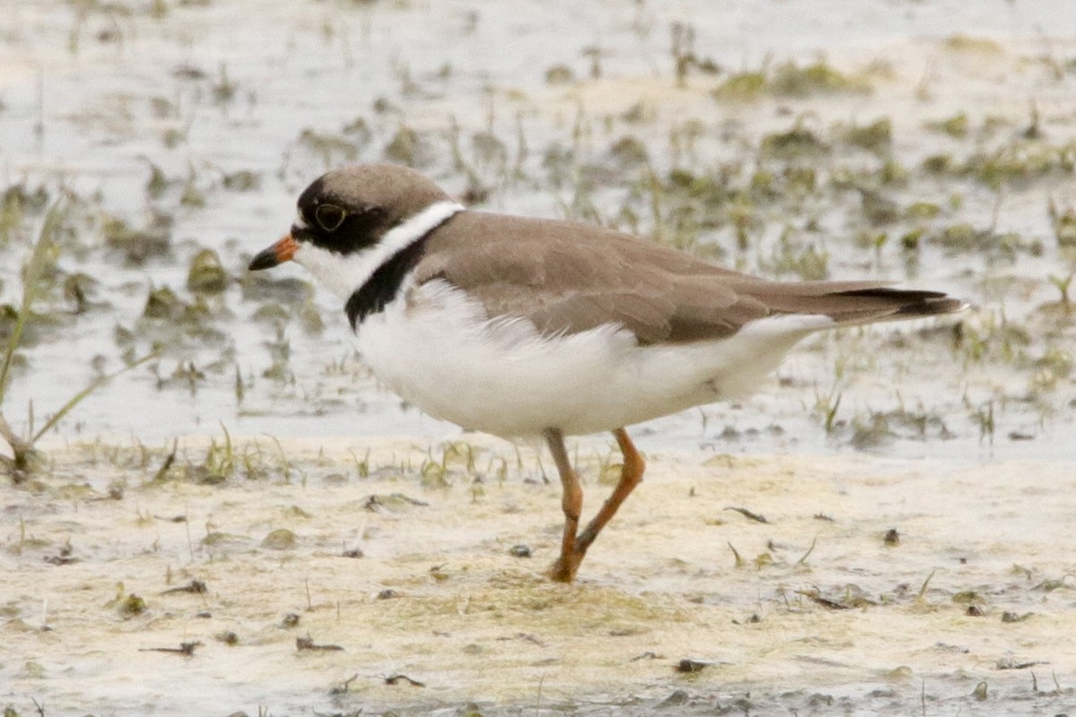 Semipalmated Plover - ML620051865