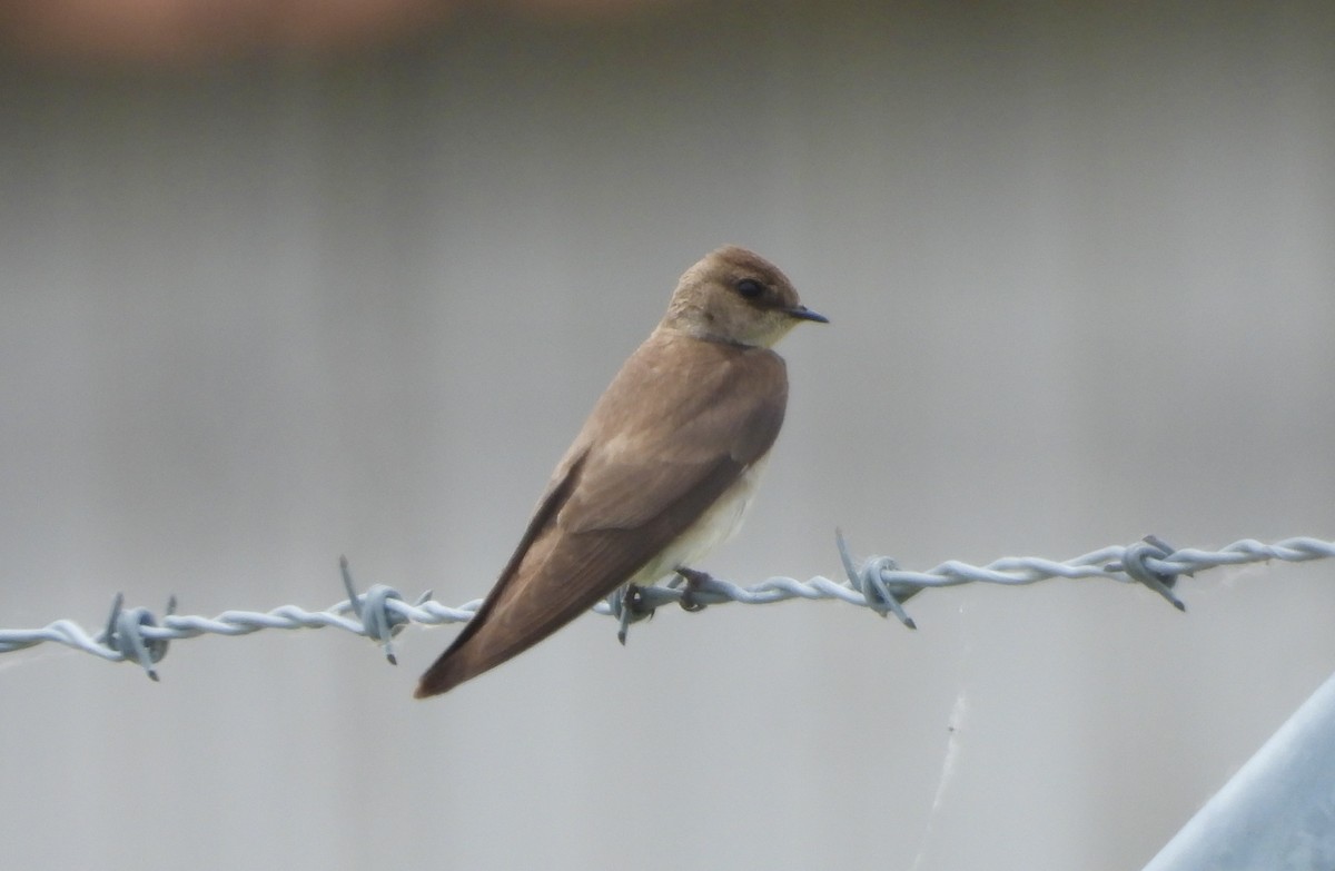 Northern Rough-winged Swallow - ML620051870