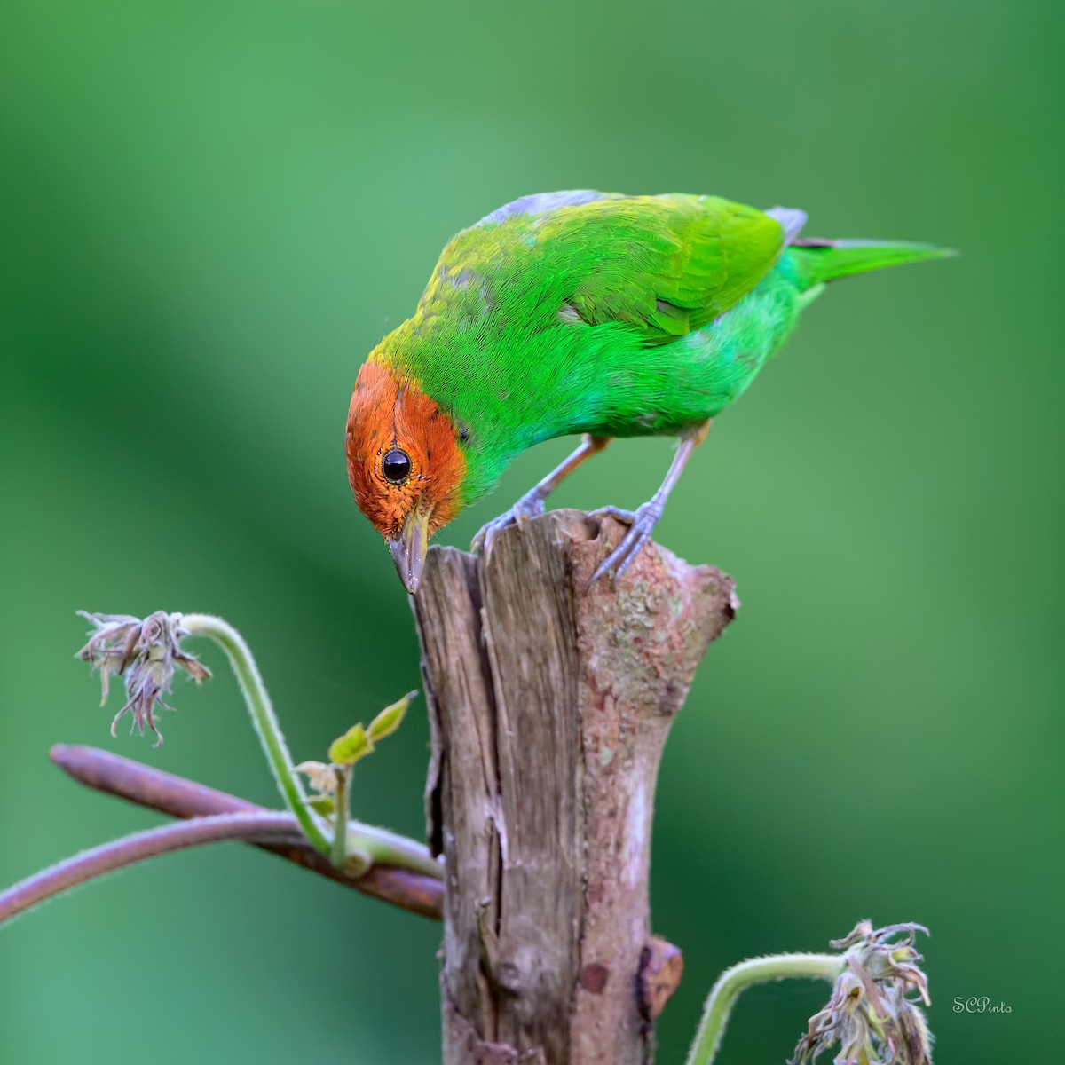 Bay-headed Tanager (Bay-and-green) - ML620051874