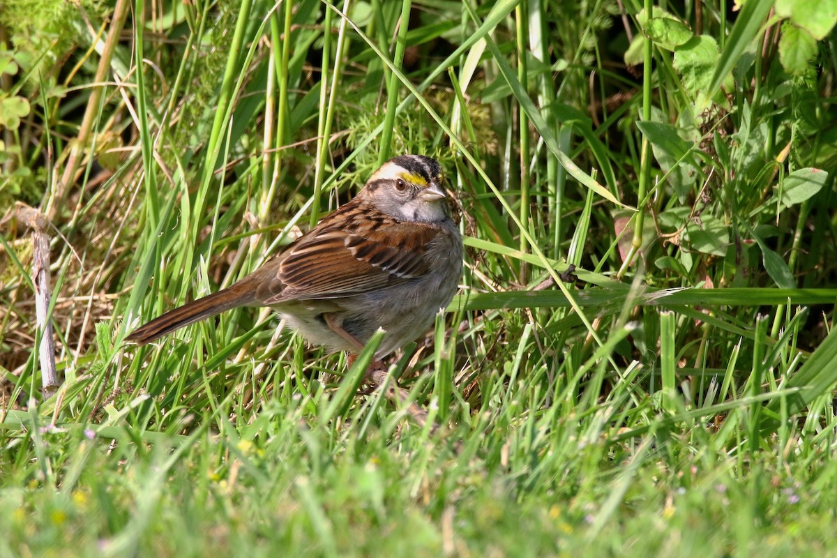 White-throated Sparrow - ML620051891