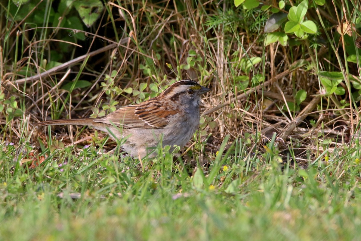 White-throated Sparrow - Devin Griffiths