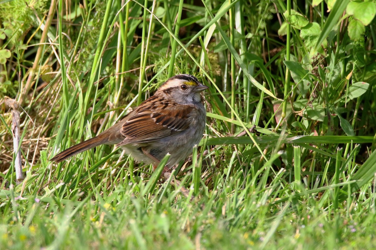 White-throated Sparrow - ML620051893