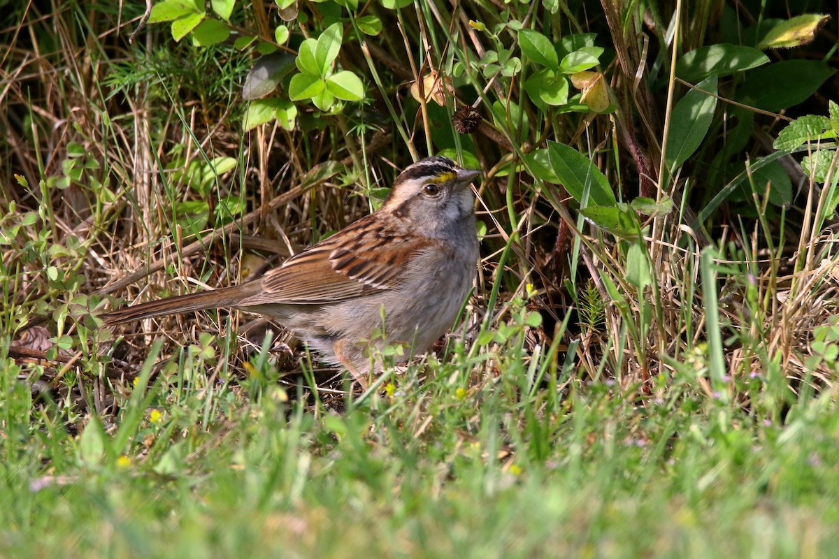 White-throated Sparrow - ML620051894