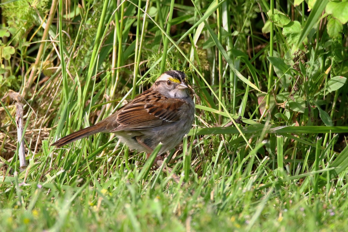 White-throated Sparrow - ML620051895