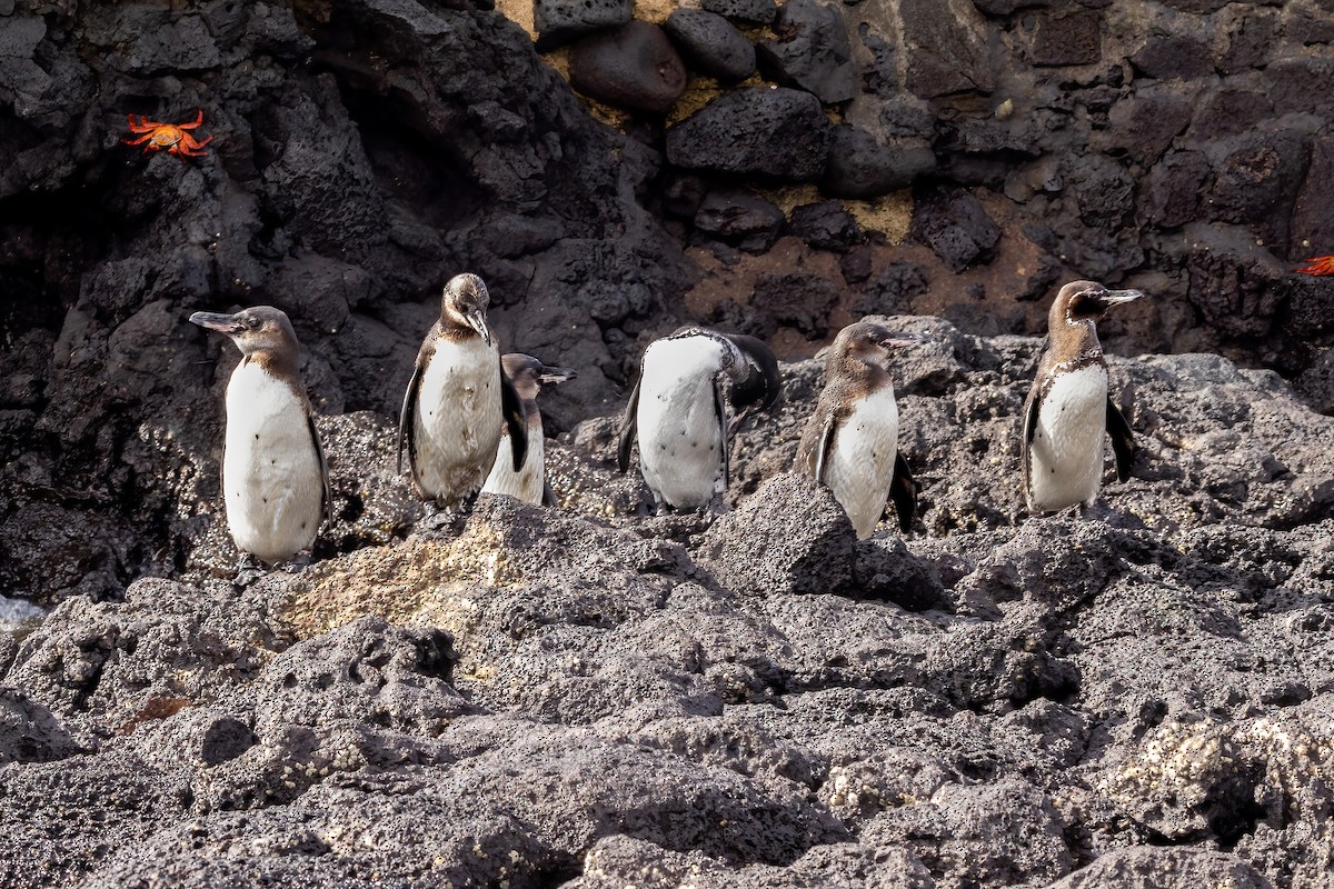 Galapagos Penguin - ML620051899