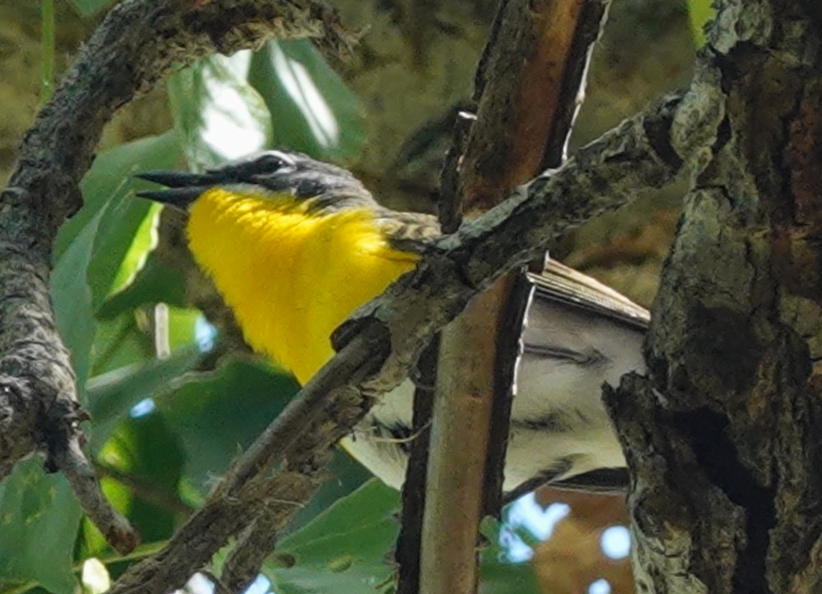 Yellow-breasted Chat - ML620051906