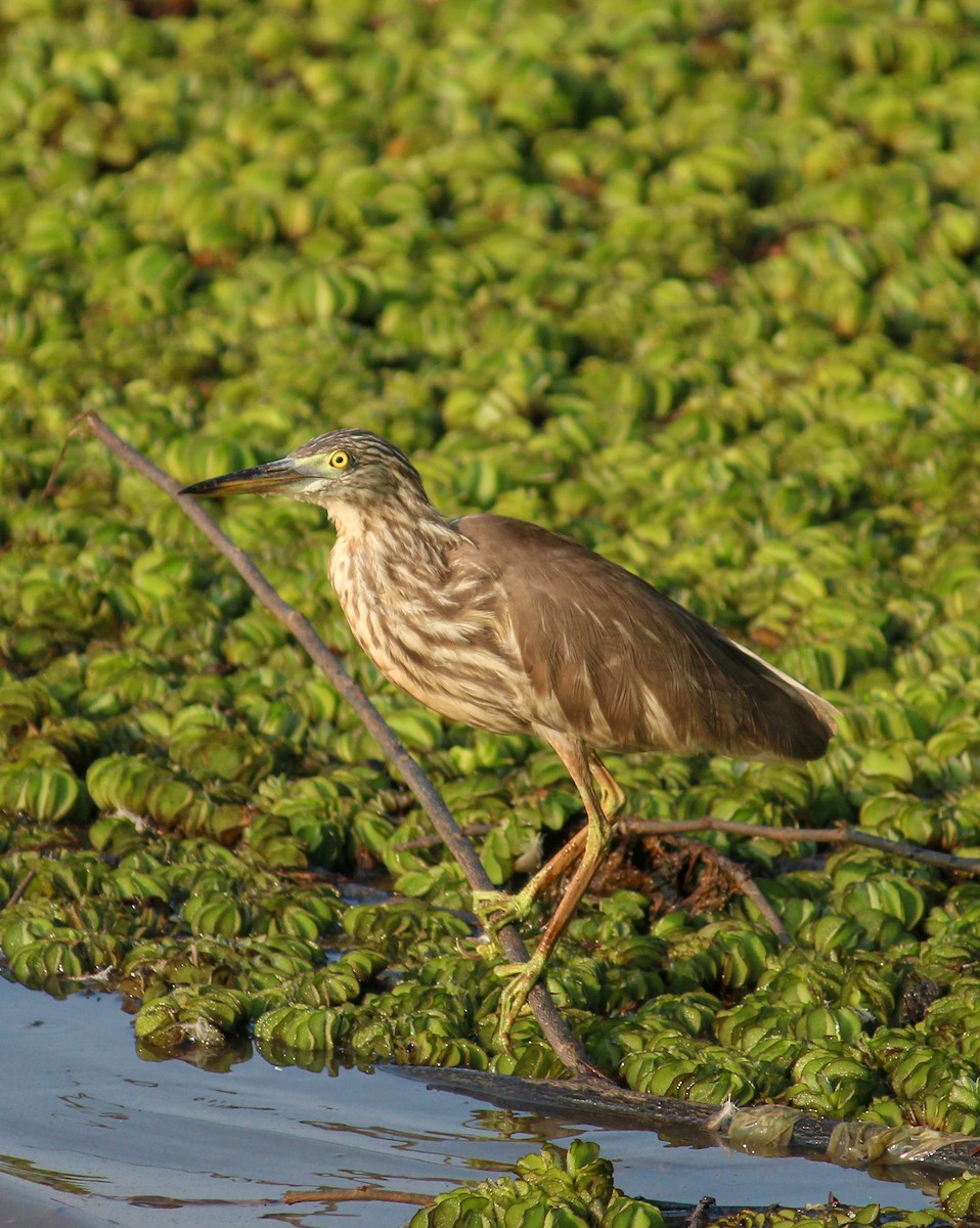 Indian Pond-Heron - ML620051915