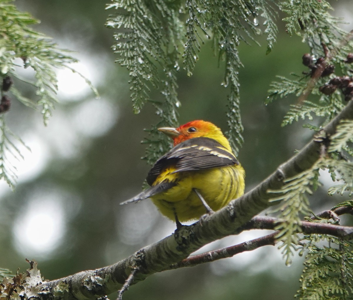 Western Tanager - ML620051951