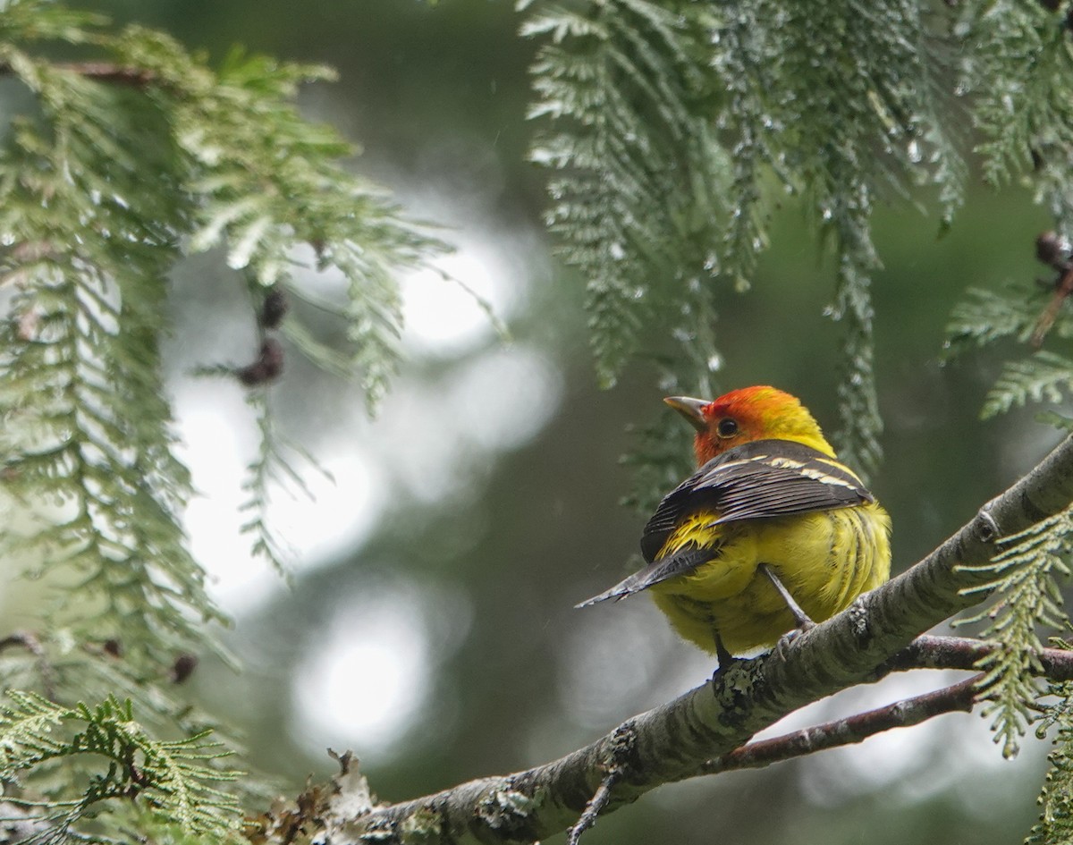 Western Tanager - ML620051952