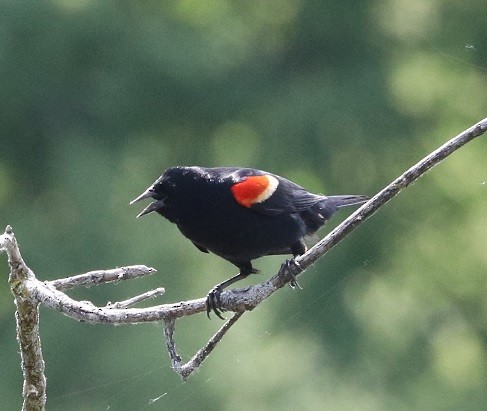Red-winged Blackbird - ML620051981