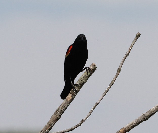 Red-winged Blackbird - ML620051982