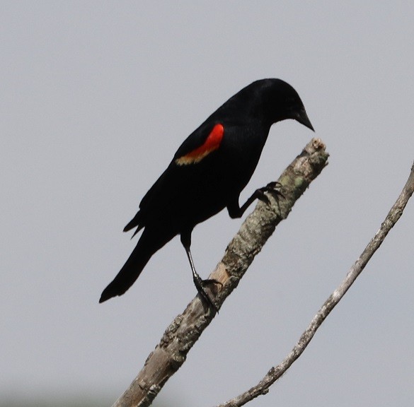Red-winged Blackbird - ML620051985