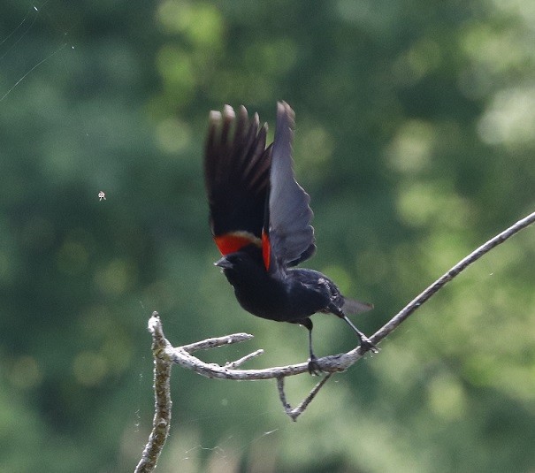 Red-winged Blackbird - ML620051987