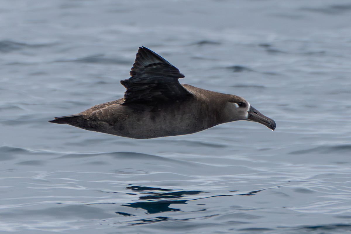 Black-footed Albatross - ML620051998