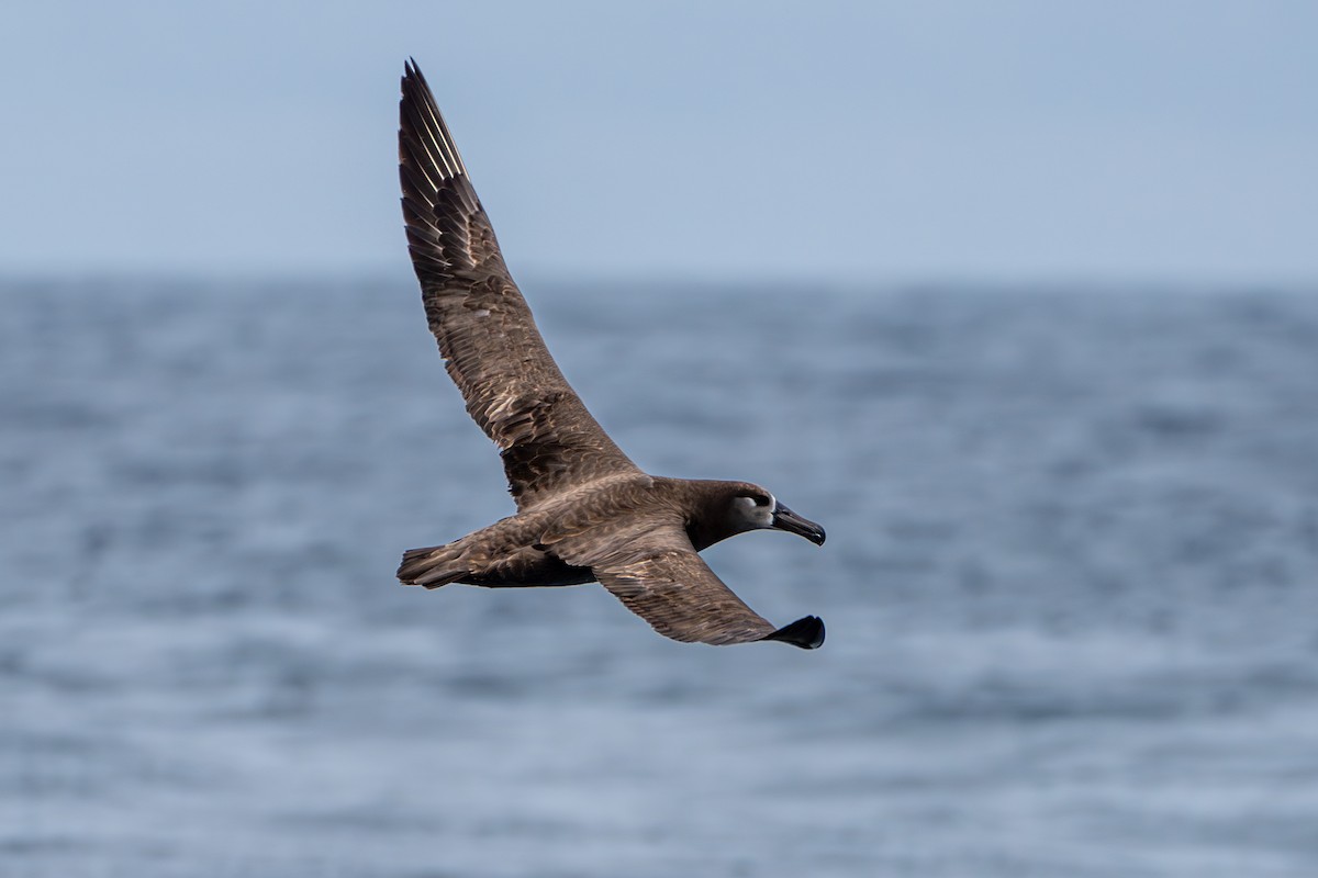 Black-footed Albatross - Breck Haining