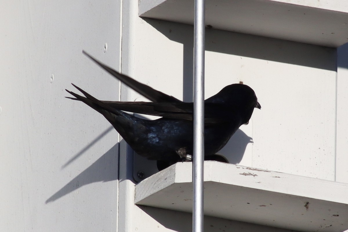 Purple Martin - Barry Bonnett