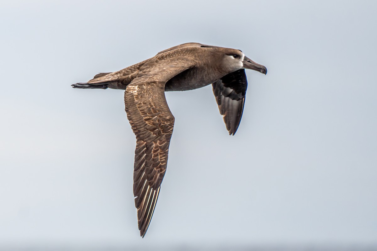 Black-footed Albatross - ML620052017