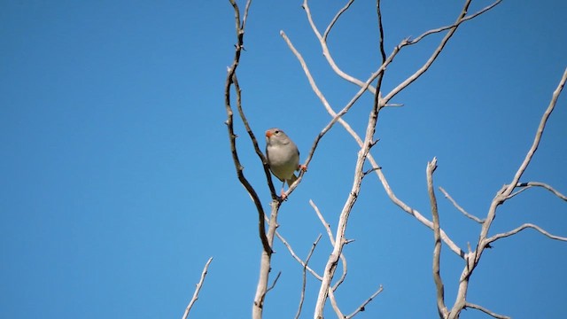Field Sparrow - ML620052038