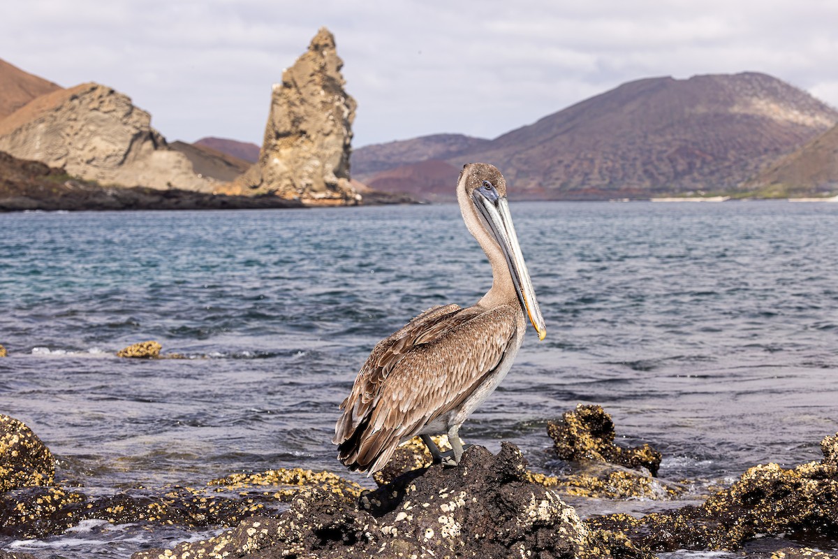 Brown Pelican (Galapagos) - ML620052046