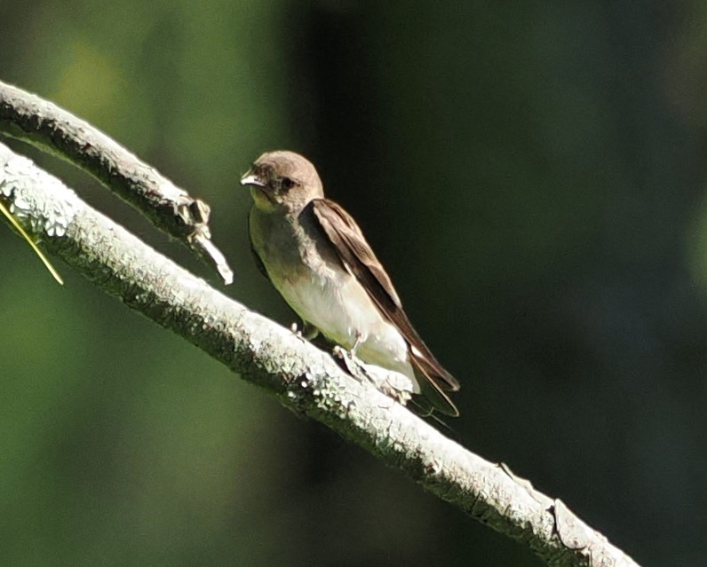 Northern Rough-winged Swallow - ML620052050