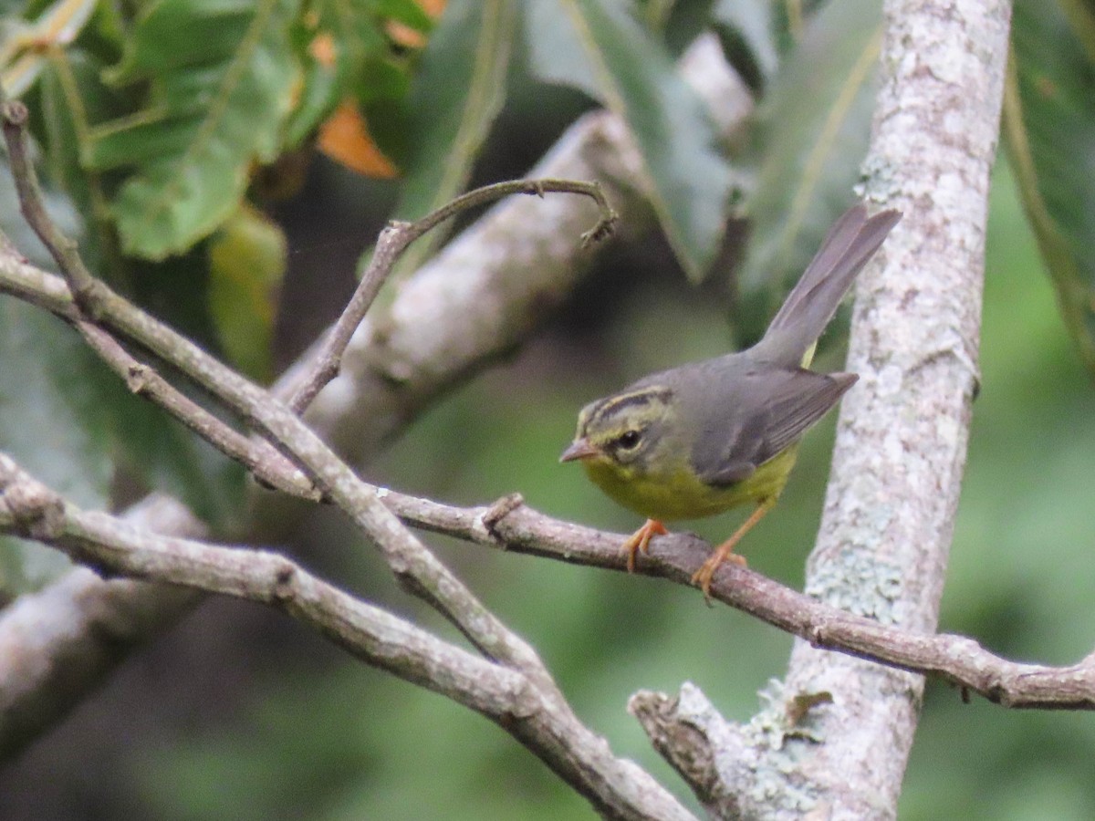 Goldhähnchen-Waldsänger - ML620052061