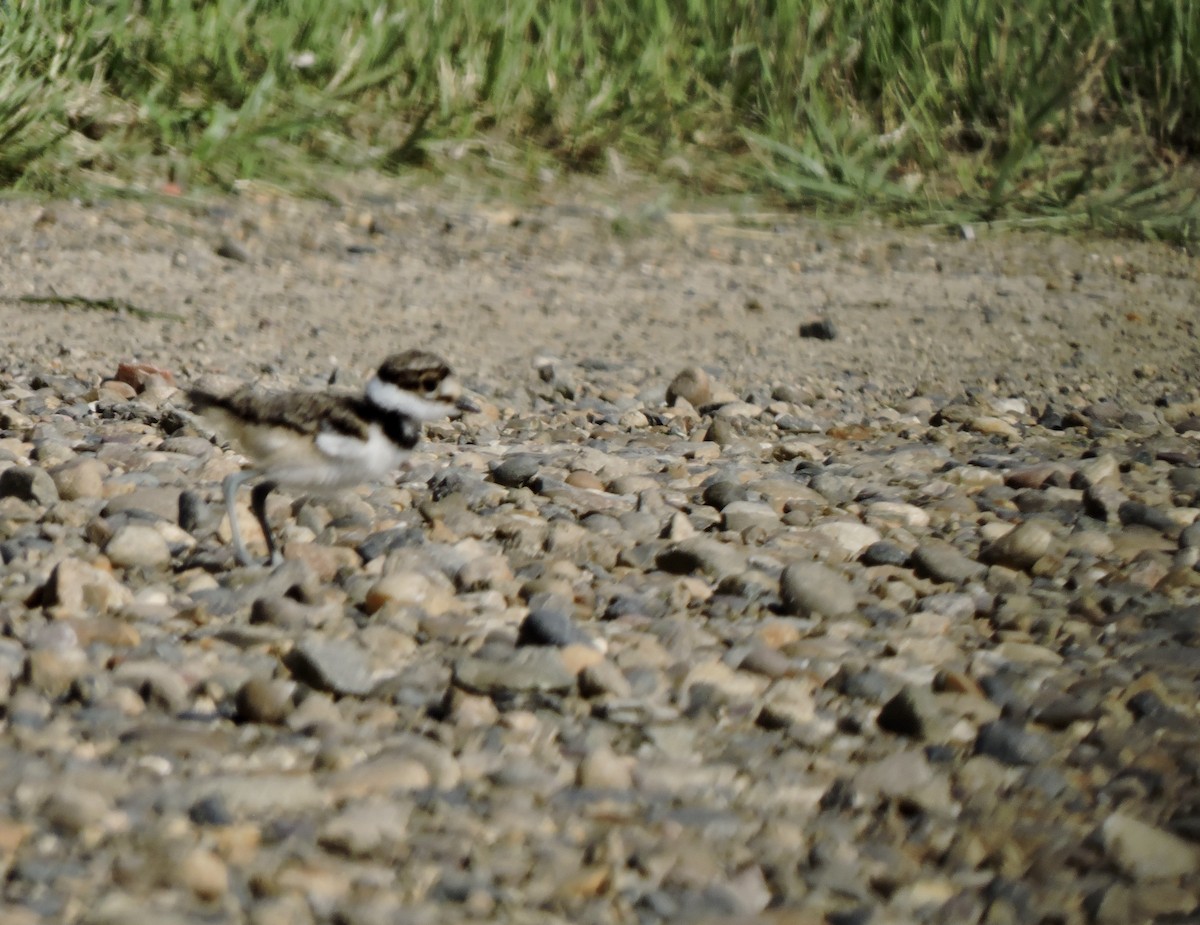 Killdeer - ML620052064