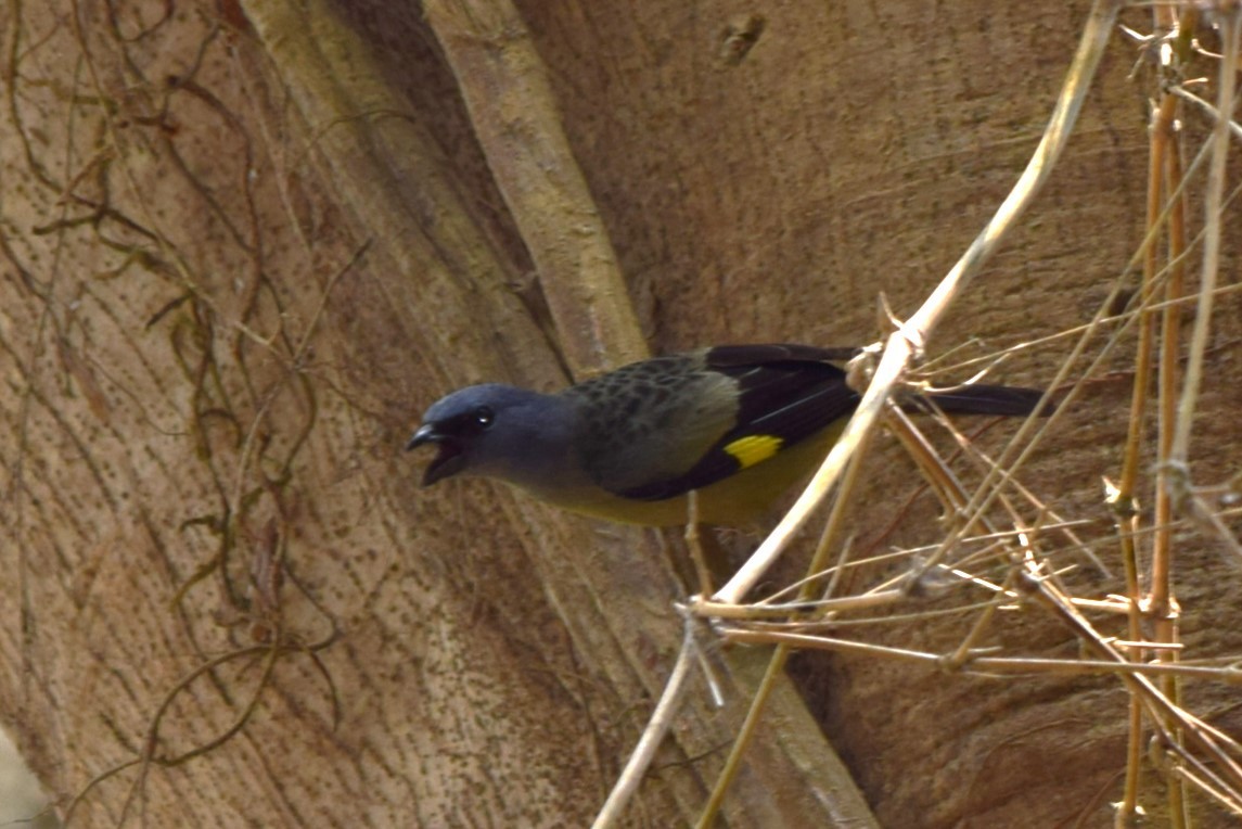 Yellow-winged Tanager - ML620052081