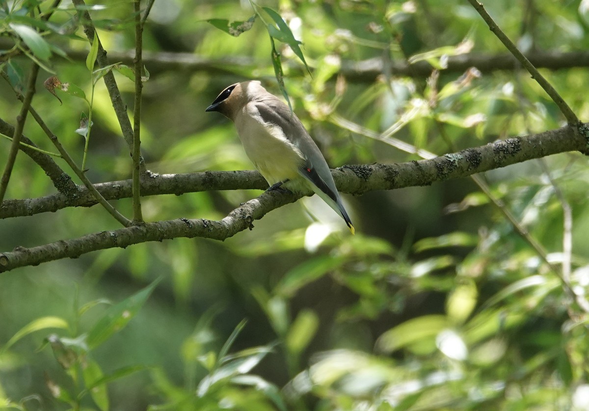 Cedar Waxwing - ML620052092