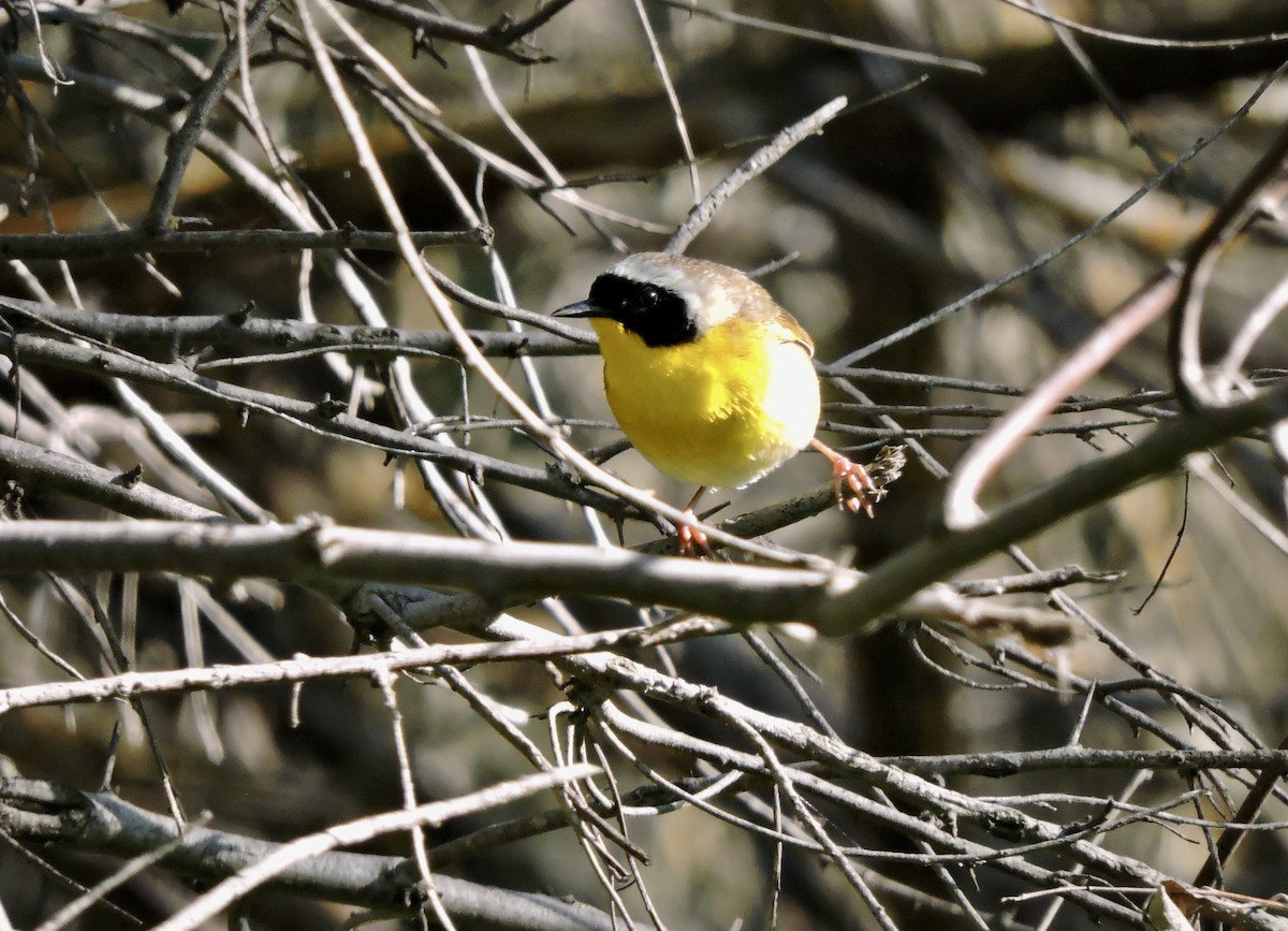 Common Yellowthroat - ML620052118