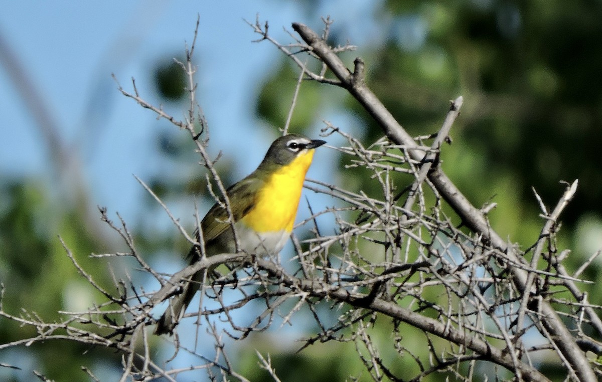 Yellow-breasted Chat - ML620052121