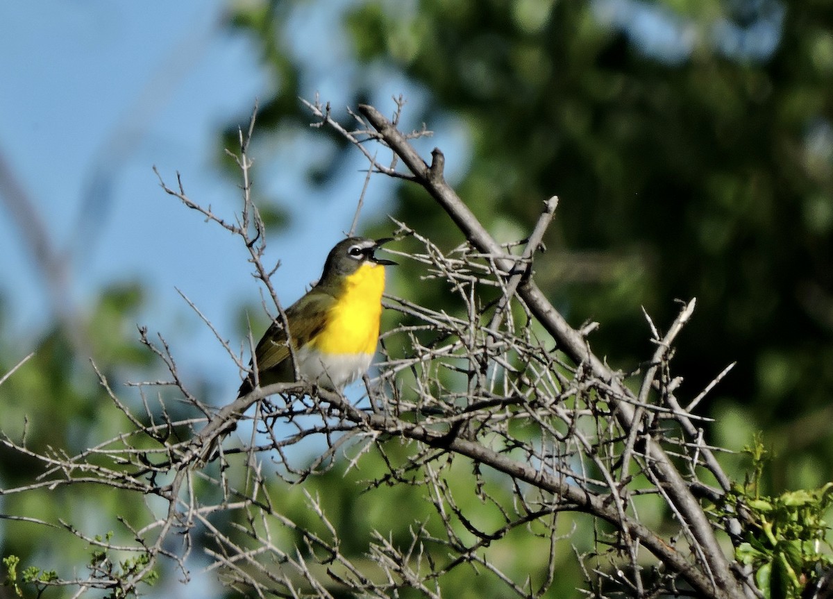 Yellow-breasted Chat - ML620052122