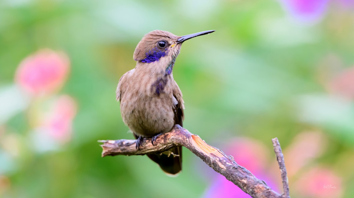 kolibřík fialovouchý - ML620052123