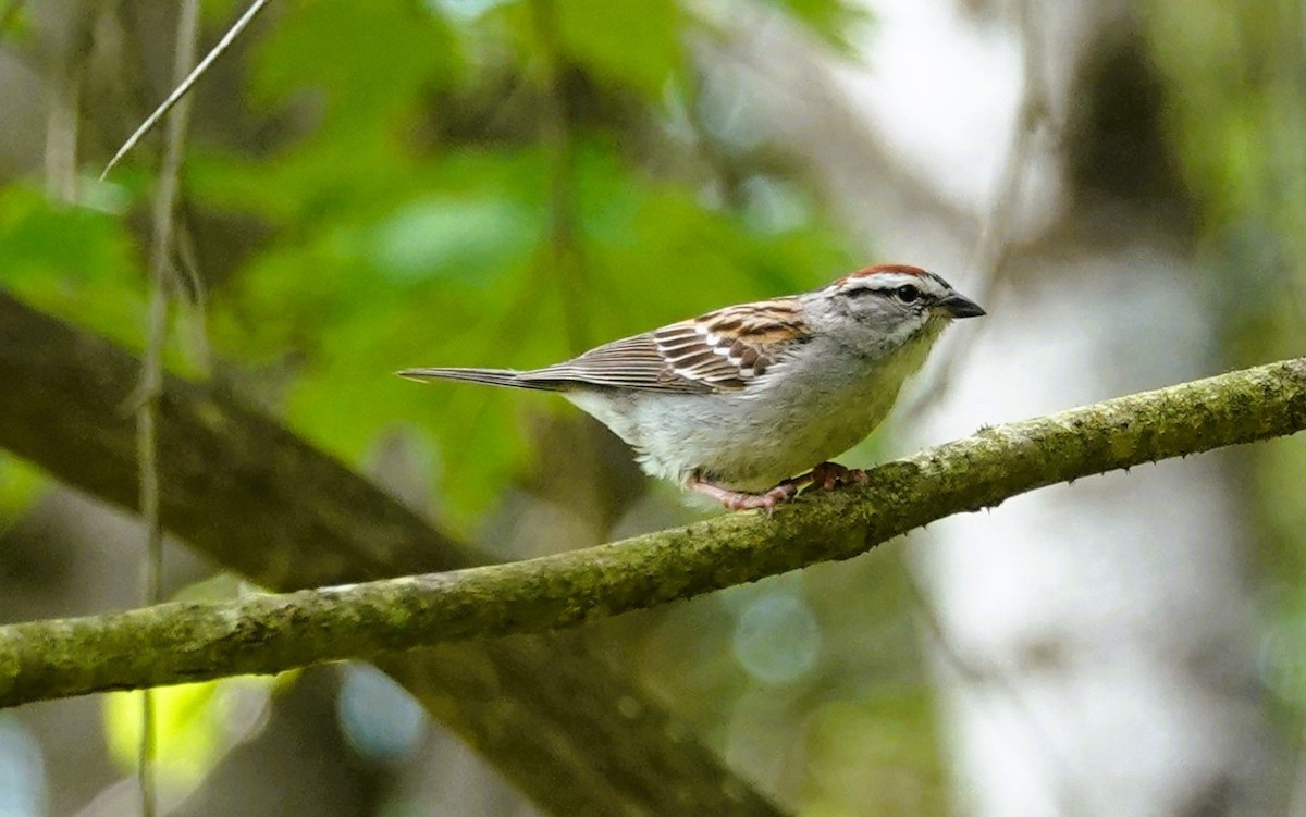 Chipping Sparrow - ML620052148