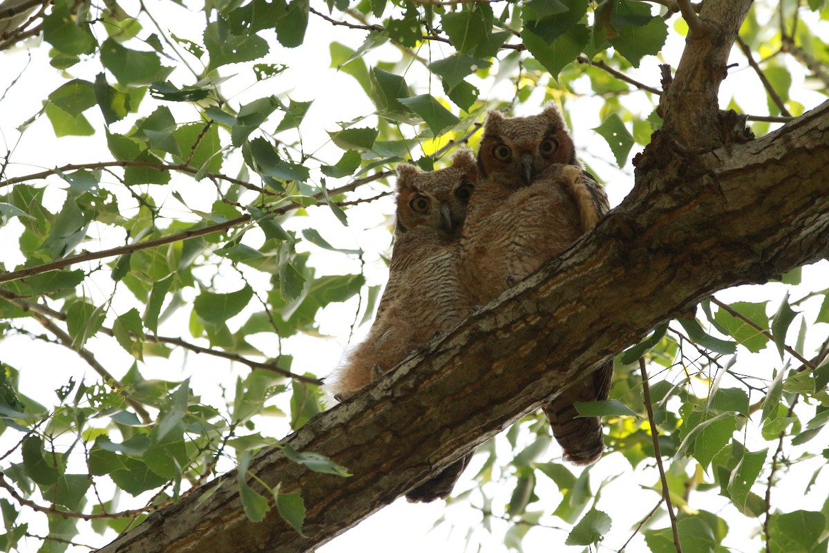 Great Horned Owl - ML620052150