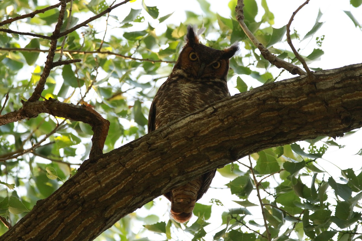 Great Horned Owl - ML620052151