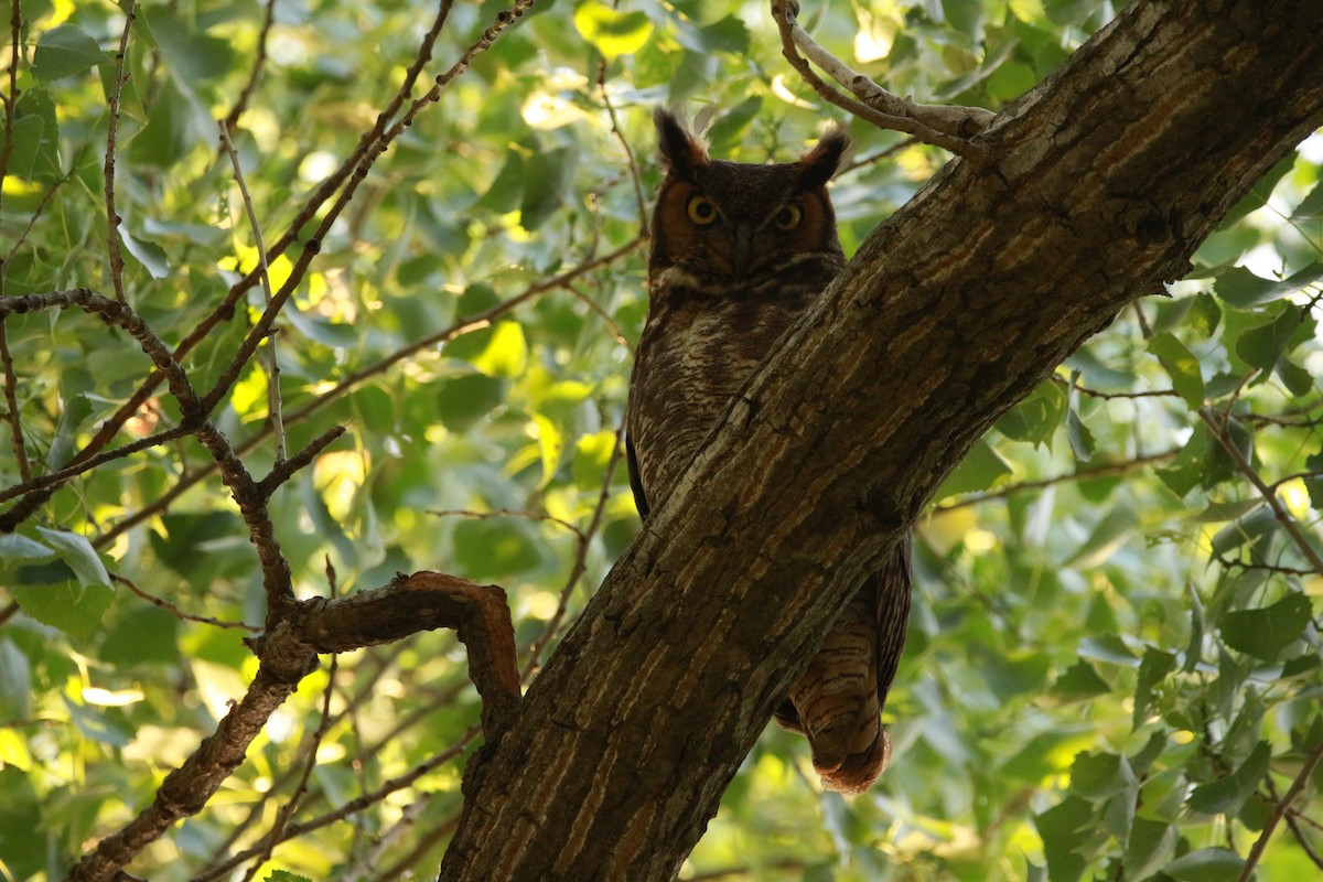 Great Horned Owl - ML620052152