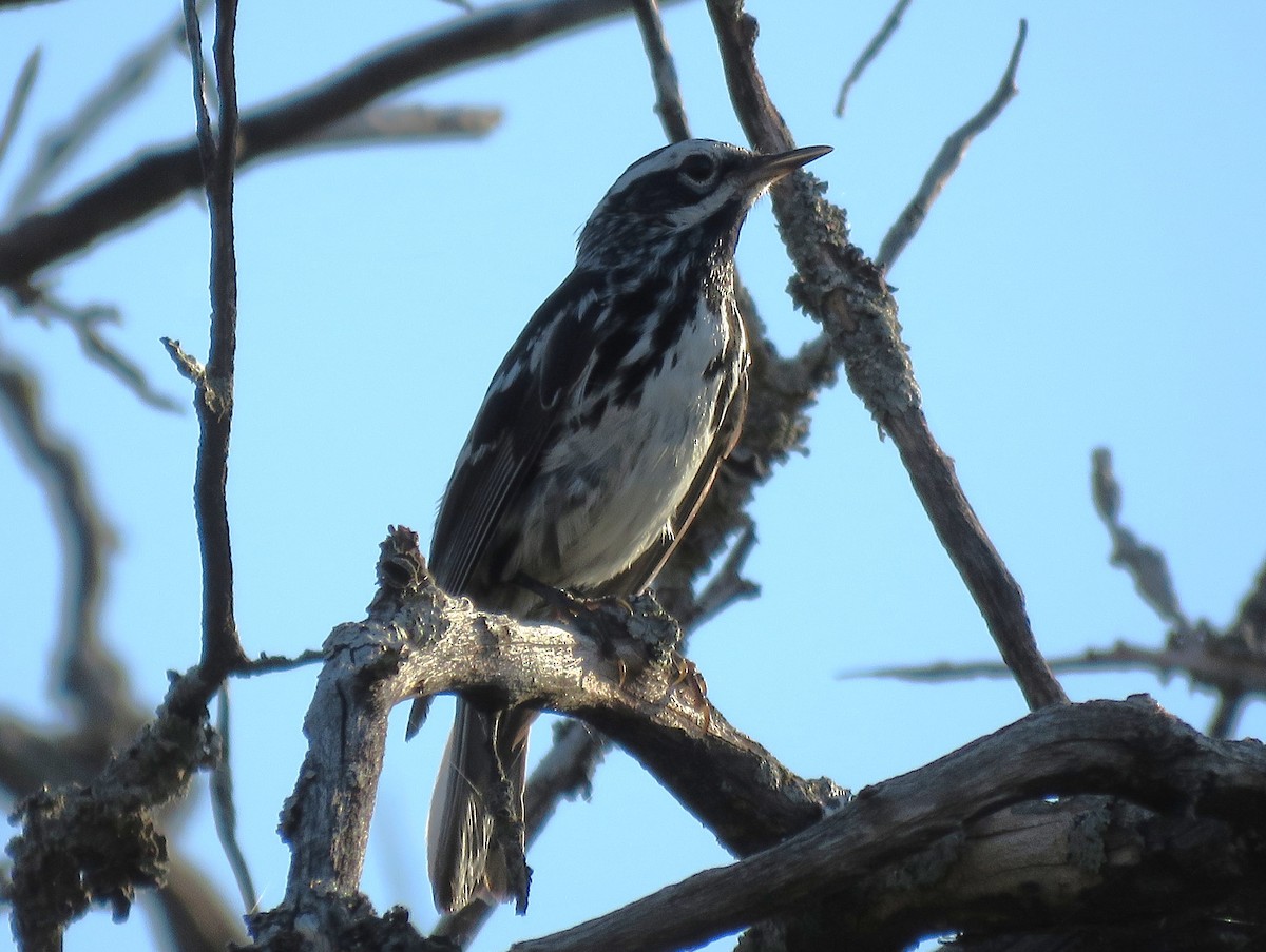 Black-and-white Warbler - ML620052156