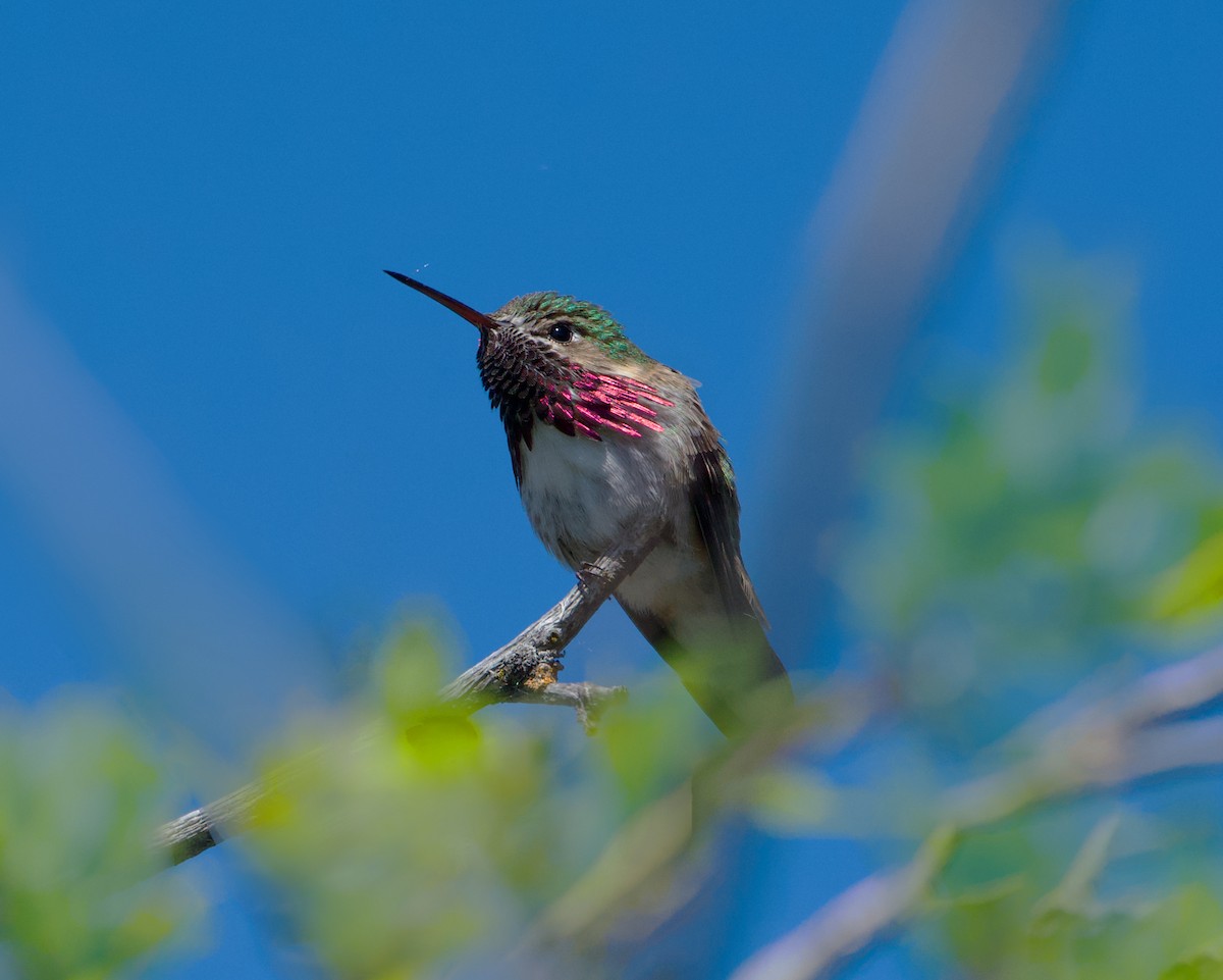 Calliope Hummingbird - ML620052180